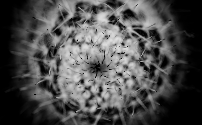 flower head, united states, Shaws Garden, selective focus, softness, Cactus, dandelion, growth, plant, flowering plant, outdoors, play, freshness, United States of America