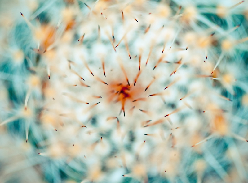 dandelion seed, freshness, way, flower, plant, flower head, Missouri, day, united states, Cactus, history, selective focus, Macro, no people, beauty in nature