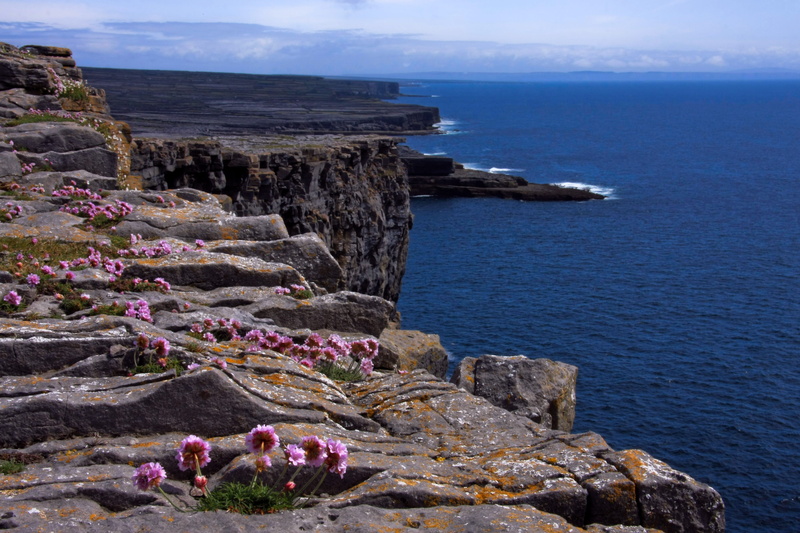 ireland, horizon over water, rock - object, non-urban scene, day, no people, flowers, rock formation, water, cliff, land, aran islands, rock, nature, horizon