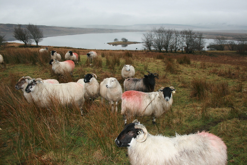 livestock, spring, ram, green, donegal, sheep, sky, animal wildlife, large group of animals, mutton, knitting, domestic, animal themes, animal, pets, farm