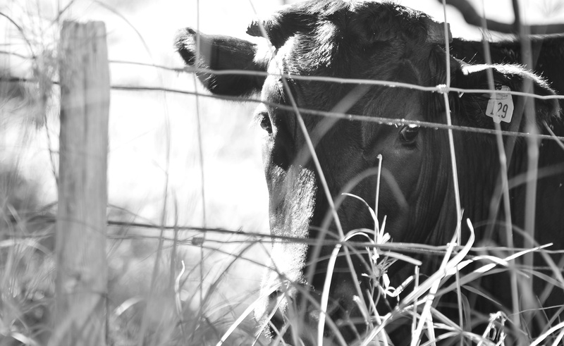 livestock, focus on foreground, animal body part, grayscale, fence, outdoors, close-up, pets, island, animal, bovine, country, grass, domestic, day, bull