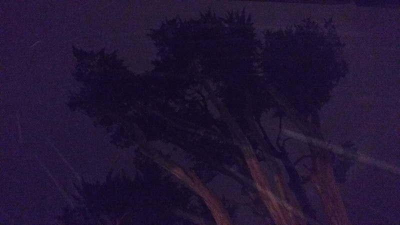 purple, plant, tranquility, growth, sky, tree, low angle view, night, nature, no people, backgrounds, ireland, scenics - nature, beauty in nature, old