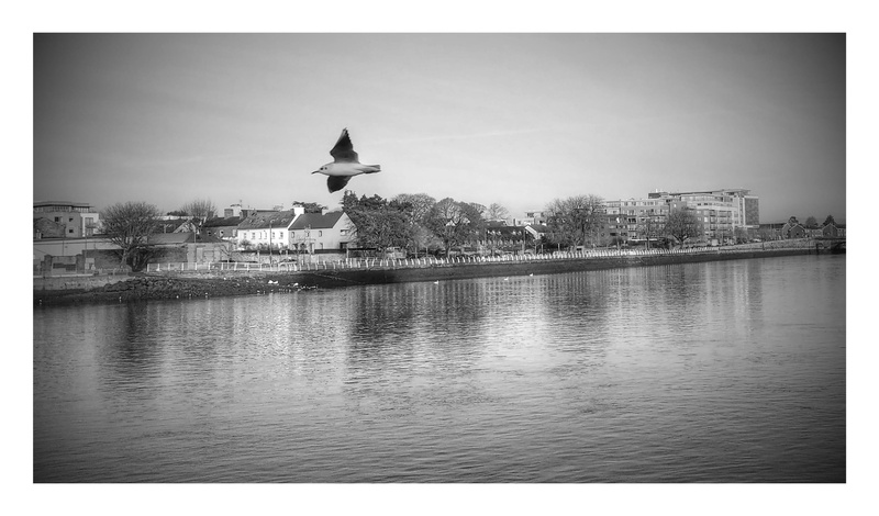 vertebrate, limerick city, 2K, outdoors, river, city, auto post production filter, flying, water, no people, animals in the wild, sky, ireland, waterfront
