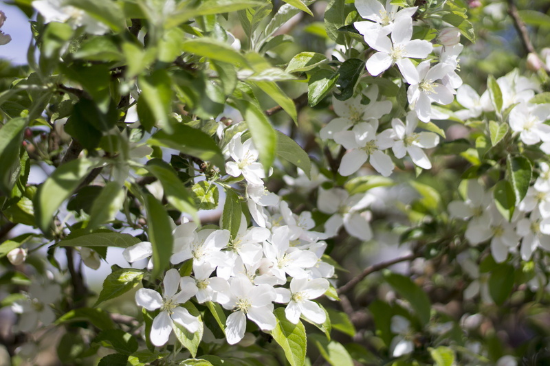 petal, beauty in nature, springtime, close-up, apple, no people, flower head, leaf, flowers, maine, organic, 5K, spring, united states, freshness, nature