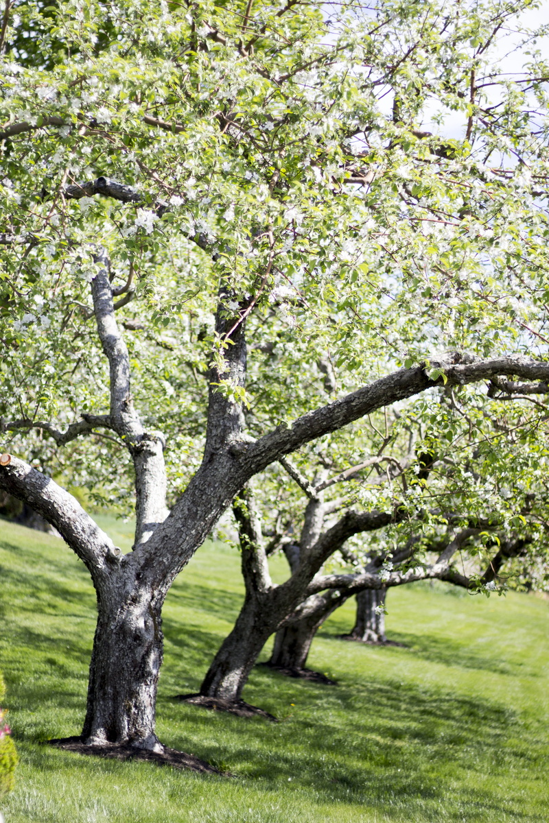 branch, beauty in nature, blossom, day, organic, orchard, tree, flowers, wood, trees, tree trunk, apple, outdoors, land, white, plant, trunk, united states