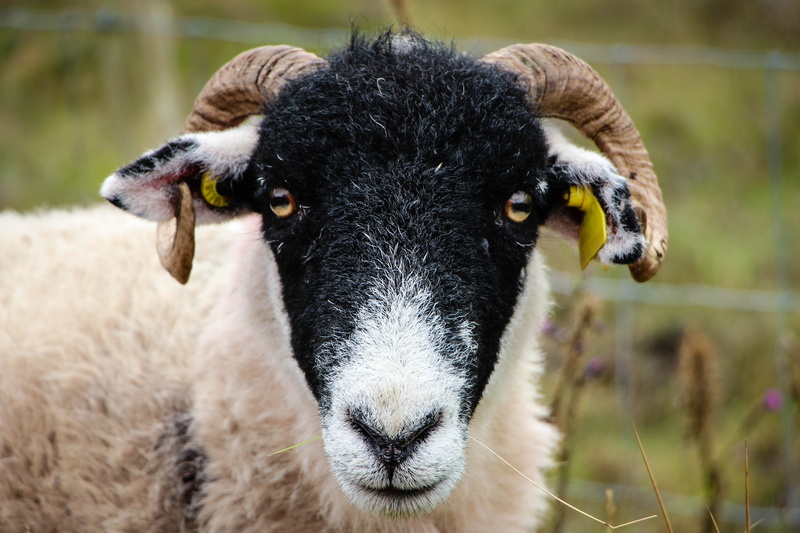 day, snout, pets, goat, nature, herbivorous, cattle, animal themes, outdoors, livestock tag, livestock, animal, 5K, domestic, one animal, field, animal head