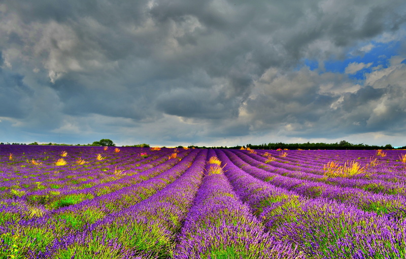nature, freshness, scenics - nature, no people, purple, land, broadway, flower head, agriculture, flowerbed, environment, cloud - sky, 4K, plant, tranquility