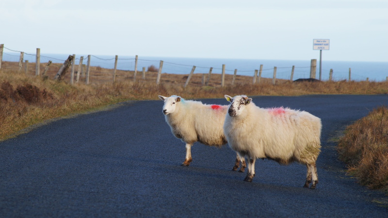animal, environment, group of animals, mammal, sky, farm, rural, sheep, countryside, pets, agriculture, animal themes, donegal, no people, domestic animals