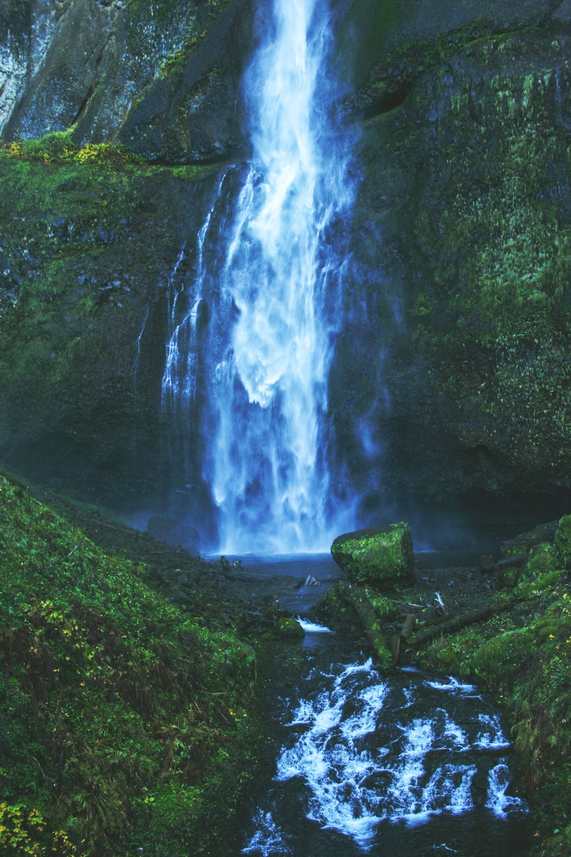 plant, flowing water, waterfall, multnomah falls, land, outdoors, forest, tree, falling water, nature, non-urban scene, flowing, power in nature, no people