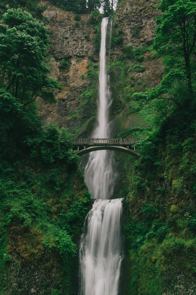 tree, outdoors, waterfalls, green, forest, motion, oregon, power in nature, scene, lush, rock, falls, plant, beauty in nature, silk, architecture, built structure