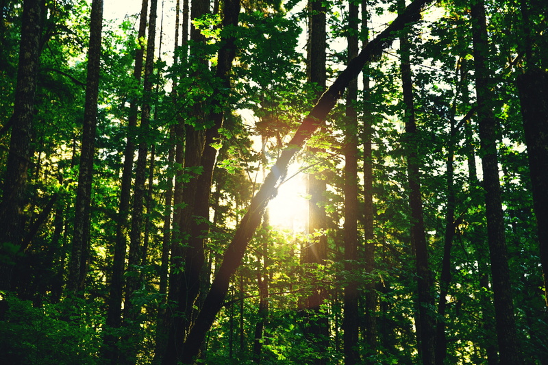 trees, 6d, wood, tranquil scene, sun, rainforest, forest, portland, beauty in nature, tranquility, woodland, tree, oregon, green color, streaming, land