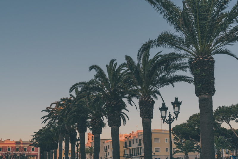building, dusk, sky, palm tree, low angle view, tropical tree, date palm tree, day, growth, tree trunk, clear sky, ciutadella de menorca, built structure