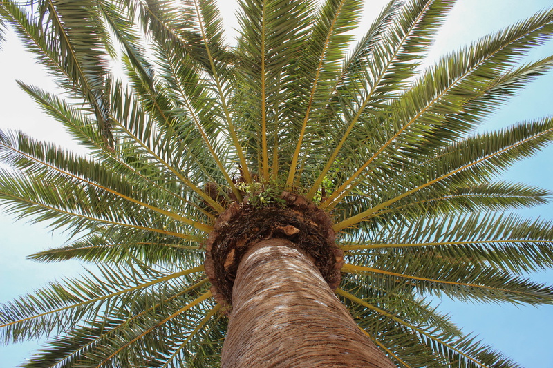 beauty in nature, low angle view, tree trunk, blue sky, sky, tranquility, palm tree, plant part, tropical, growth, green color, outdoors, leaf, coconut palm tree