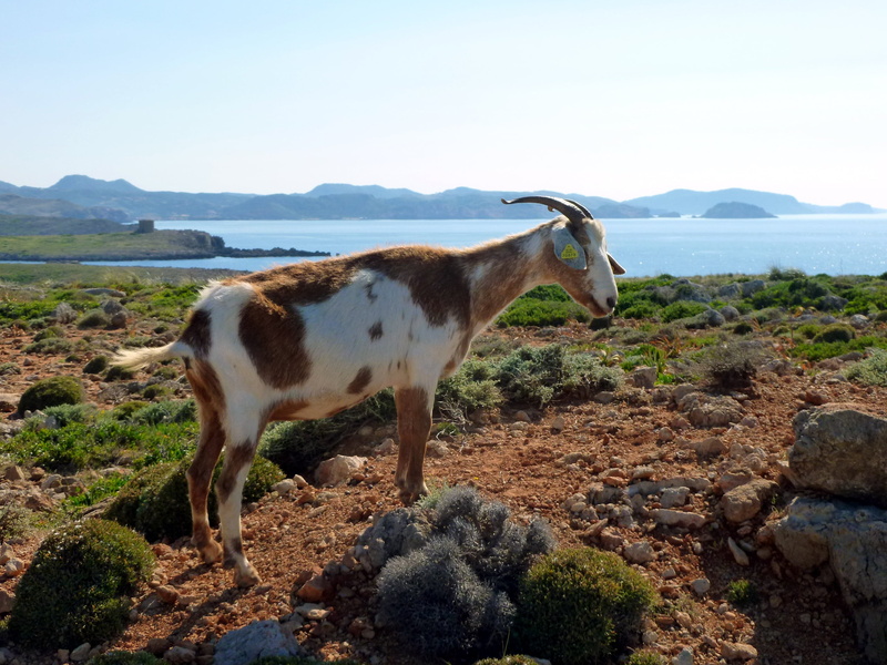 domestic goat, stony underground, 2K, land, pets, herbivorous, wild, mammal, animal, standing, animal themes, mountain, outdoors, sea, domestic animals