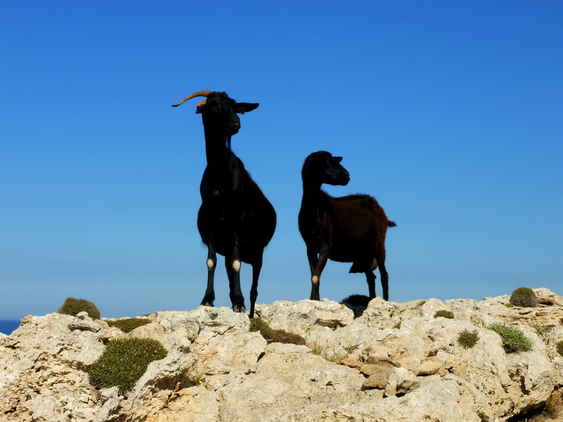 blue sky, mammal, rock, animal themes, sky, rock - object, summer, cliffs, couple, domestic, no people, black, domestic animals, blue, stones, animals