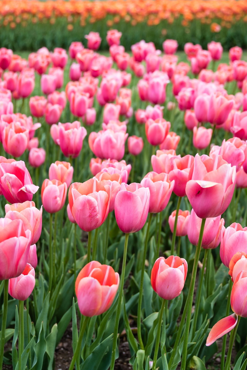 petal, valeggio sul mincio, outdoors, pink, no people, flower head, flower, plant, growth, day, sigurtà, tulip, parco giardino sigurtà, beauty in nature