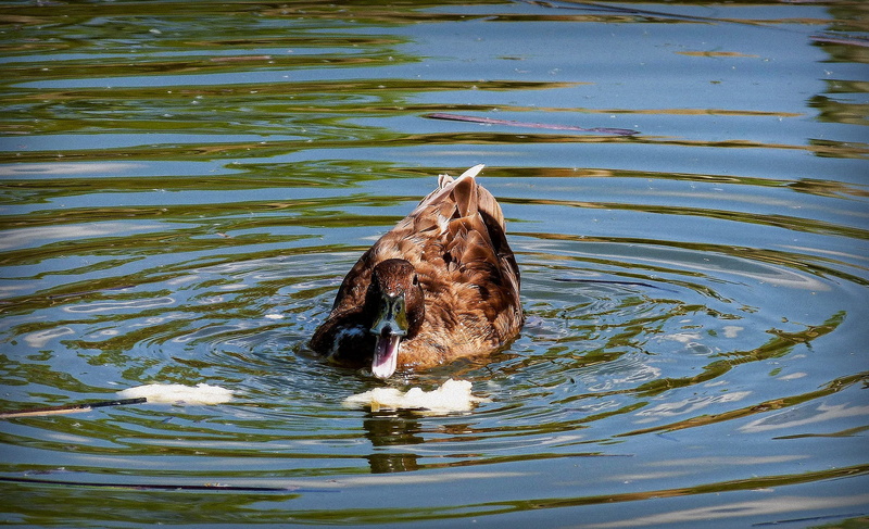 pond, waterfront, day, animal themes, beak, one animal, outdoors, 1080P, no people, torino, poultry, nature, parco cavalieri di vittorio veneto, animal