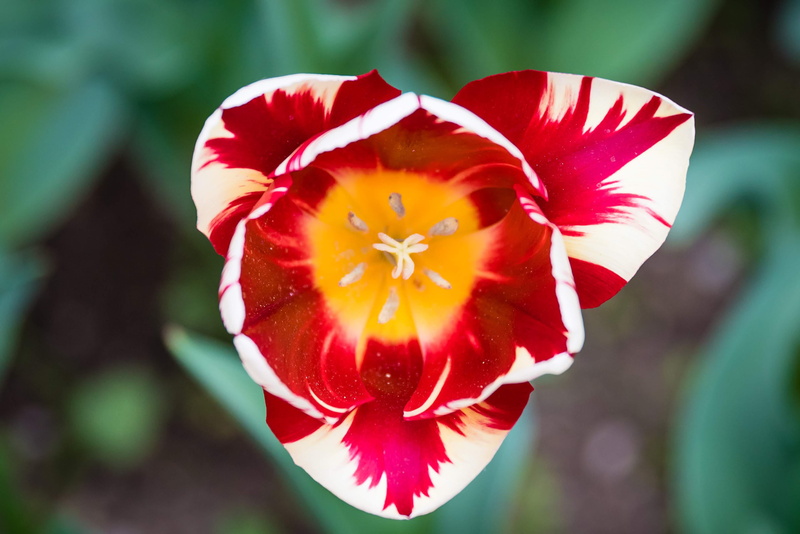parco giardino sigurtà, geranium, blossom, flower head, garden, italy, outdoors, beauty in nature, 2K, valeggio, flower, crocus, red, plant, freshness
