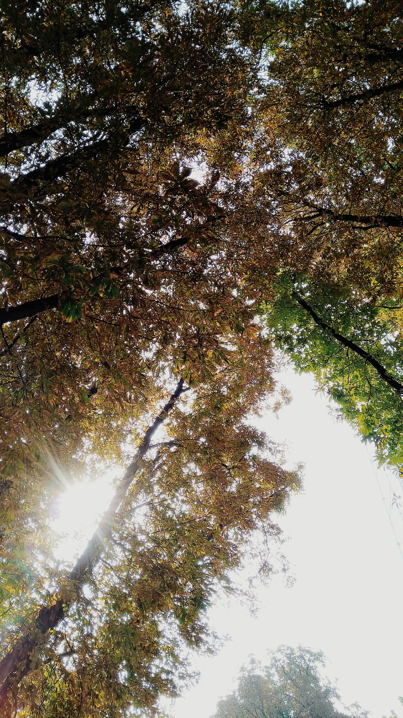fall, scenics - nature, tree, library parco sempione, no people, italy, tranquility, lake, outdoors, sky, day, water, 4K, tree canopy, land, autumn colours