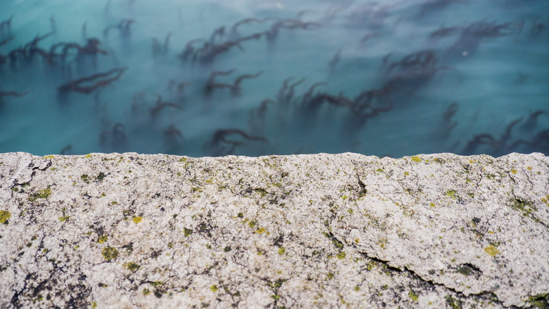 waterplants, venezia, stonewall, focus on foreground, nature, tree, sea, blue, rock, wall, outdoors, water, tranquility, stone, day, parco delle rimembranze