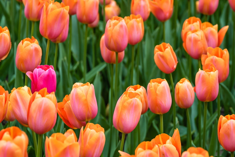 gardening, sigurtà, beauty in nature, freshness, flowerbed, parco giardino sigurtà, flowering plant, vulnerability, garden, green color, flower, orange