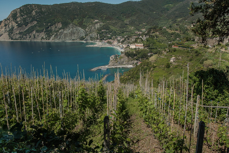 Monterosso, scenics - nature, tranquility, Vines, beach, port, Cinque Terre, non-urban scene, beauty in nature, Italy, nature, outdoors, water, no people
