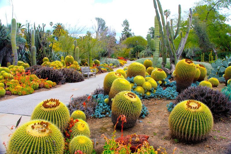cacti, San Marino, USA, garden, Botanical Garden, photo, 2K, CA, nature