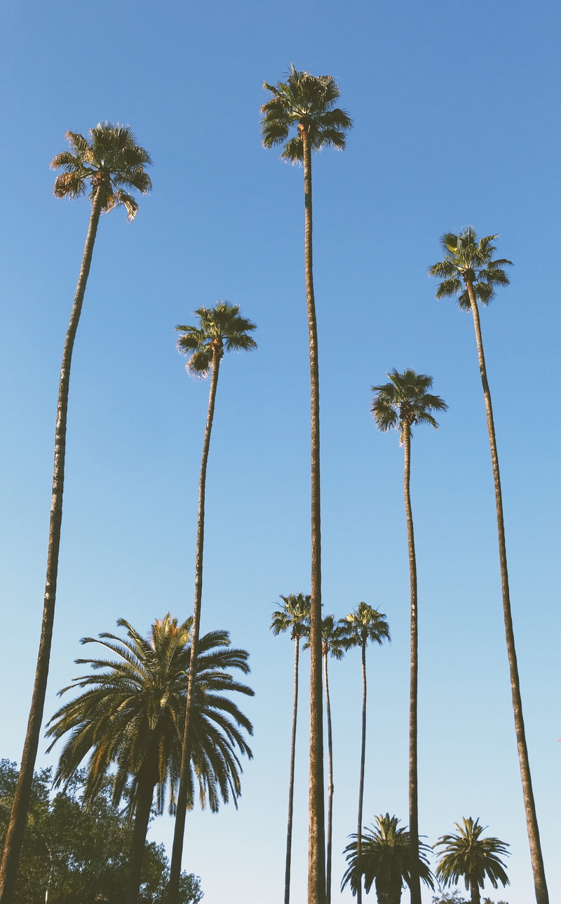 growth, day, tree trunk, clear sky, tropical climate, sky, brown, socal, vacation, blue, arecaceae, united states, san marino, coast, trees, palm tree