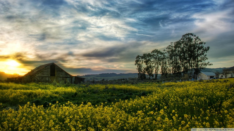 farm, old, fields, nature and landscapes, 1080P, barn, wondrous, sunset