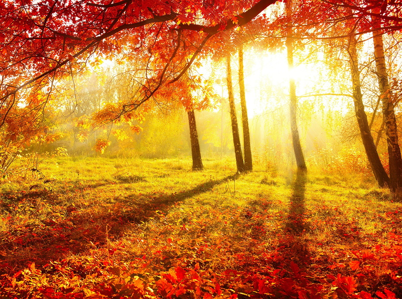Autumn, outdoors, Trees, idyllic, 4K, growth, leafed, sight, tranquility, Seasons, change, oak tree, land, no people, Sunshine, wondrous, Nature, day