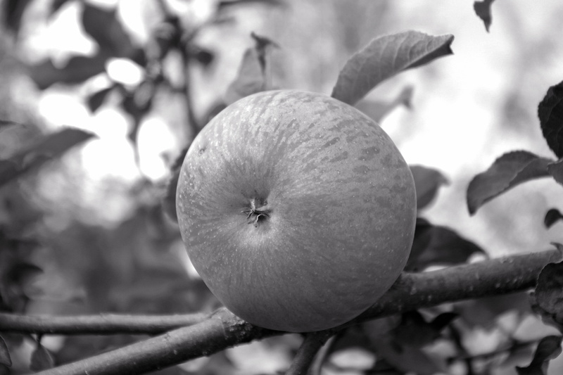 harvest, day, nature, tree, no people, apple, sweet, fruit tree, leaves, healthy eating, fresh, leaf, harvested, summer, food, wellbeing, food and drink