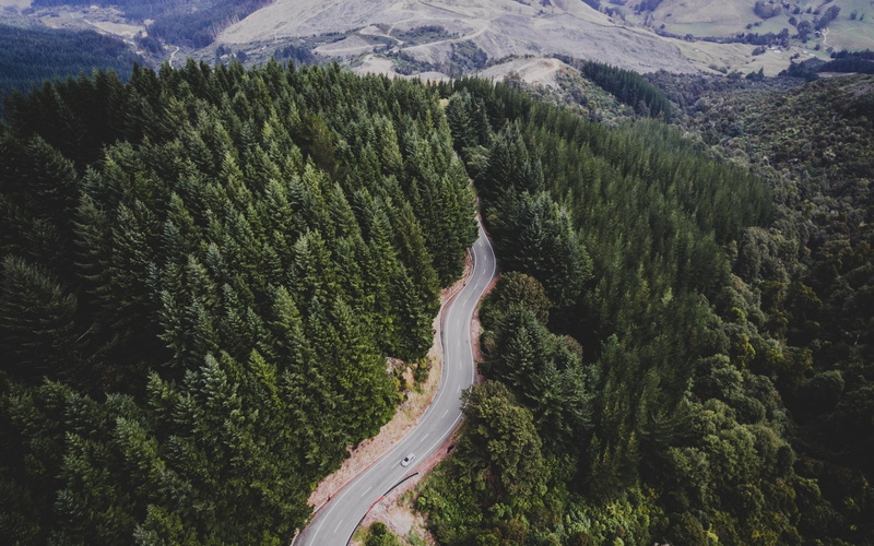 nature, outdoors, coniferous tree, pine woodland, trees, tranquil scene, plant, tranquility, high angle view, environment, forest, non-urban scene, road