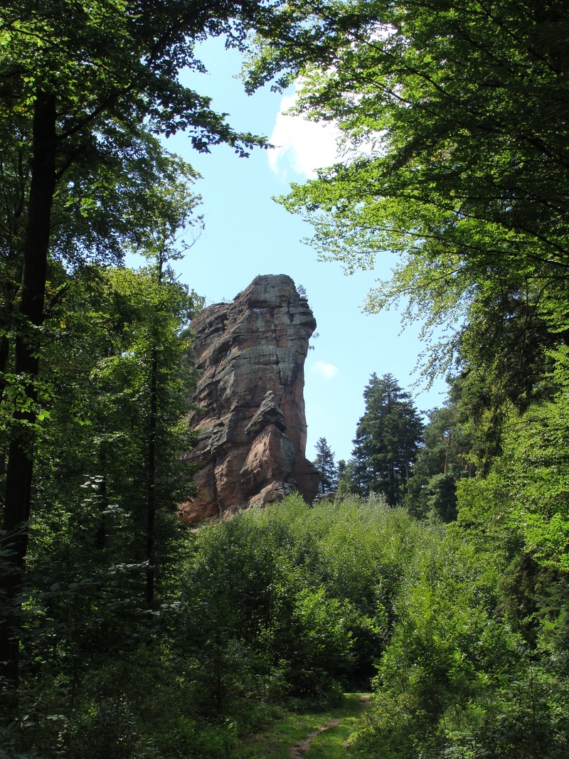 green color, no people, forest, adventure, height, pfalz, vegetation, view, cliff, extreme, pfälzerwald, asselstein, land, plant, day, tranquility, challenge