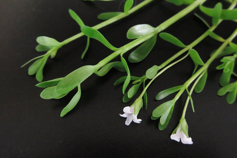 studio shot, close-up, beauty in nature, plant part, black background, flower, herb, plant, indian pennywort, indoors, fragility, wellbeing, carpet mini