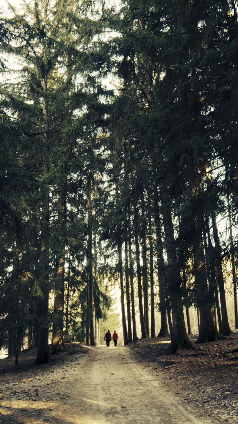 nature, forest, day, leisure activity, outdoor, hiking, direction, hiker, treelined, growth, trees, walking, tree, woodland, lifestyles, real people, outdoors