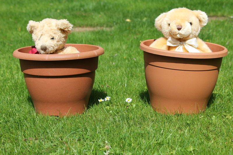 animal representation, fur, cuddly, toy, child, loveable, animal themes, softness, soft toy, pals, grass, flowerpot, buddies, plant, lawn, hug, flower