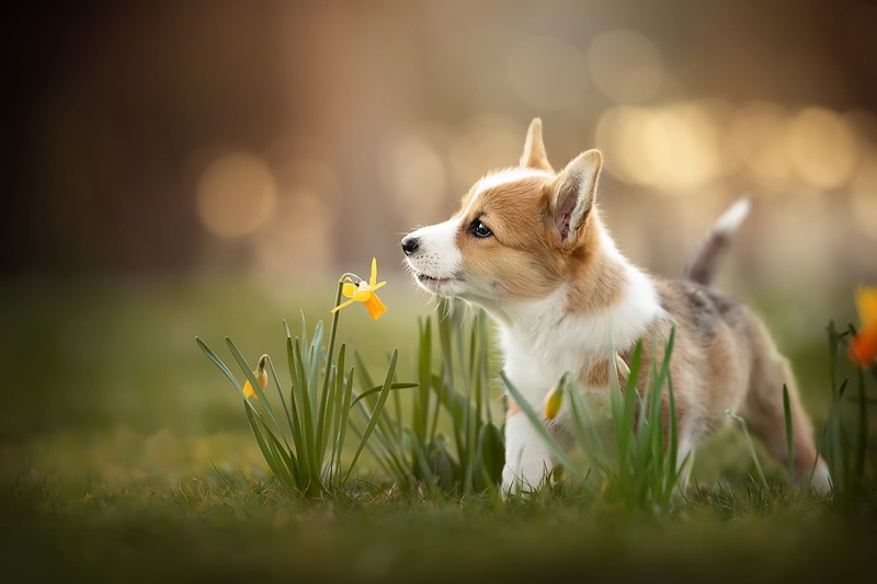 spring, dog, 1080P, puppy