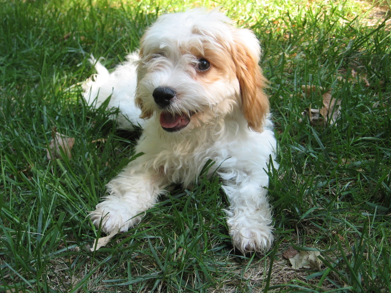 dog, white color, cavalier king charles spaniel, no people, one animal, day, canine, mammal, vertebrate, animal themes, nature, animal, field, playful