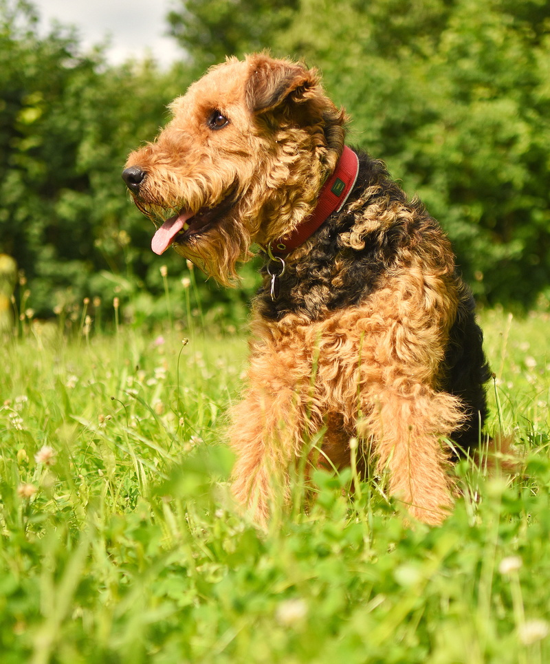 cute, pet collar, companion, race, green color, furry, one animal, land, pet, terrier, mammal, plant, friend, grass, domestic, dog, day, domesticated, vertebrate