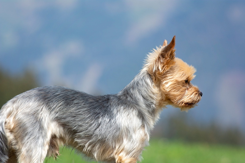 vertebrate, animal head, domestic, dog, domestic animals, mammal, out, animal hair, no people, standing, purebred dog, companion, terrier, animal themes