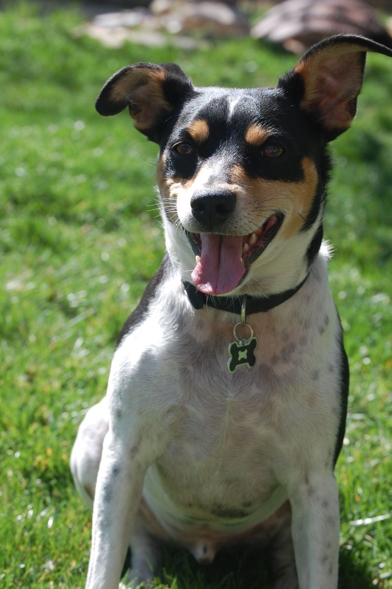 rat terrier, companion, ears, 2K, vertebrate, canine, pet, fur, animal, land, face, domestic animals, plant, day, portrait, looking at camera, dog, one animal