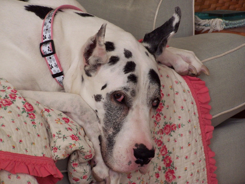 companions, danes, hounds, white, spotted, dogs, animals, pets, black, angel, 1080P, friends