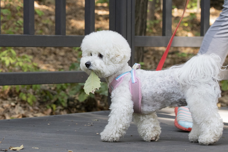mammal, tabitha, small, collar, focus on foreground, day, canine, poodle, puppy, pet, pet leash, leash, no people, walk, canine companion, it was great to see um