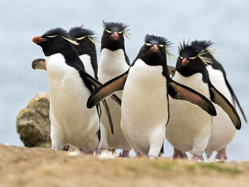 birds, penguins, sea, 720P, rockhopper