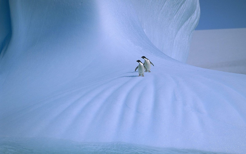 penguins, ice, birds, 720P, animals, hd