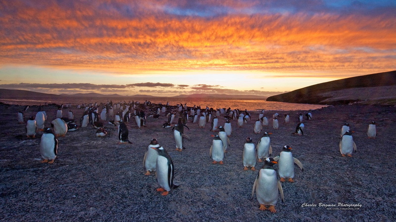 club penguin, antarctic penguin, colony, Penguin, baby penguin, HD, gentoo, 1080P