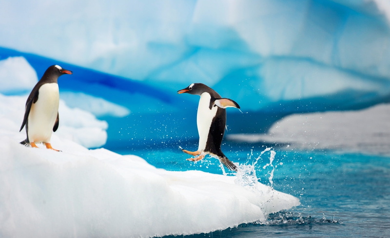 Gentoo, 1080P, Penguins, Animals, Birds