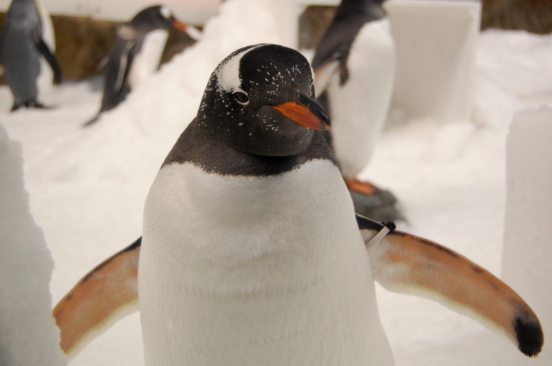 cold temperature, gentoo penguin, snow, bird, beauty in nature, focus on foreground, white color, animal themes, young animal, vertebrate, close-up, no people