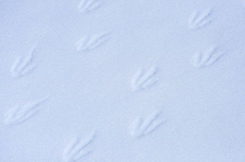 track, backgrounds, blank, snowing, white, outdoors, close-up, walk, nature, day, animal, footprints, gentoo, 4K, bird, footprint, land, snow, high angle view