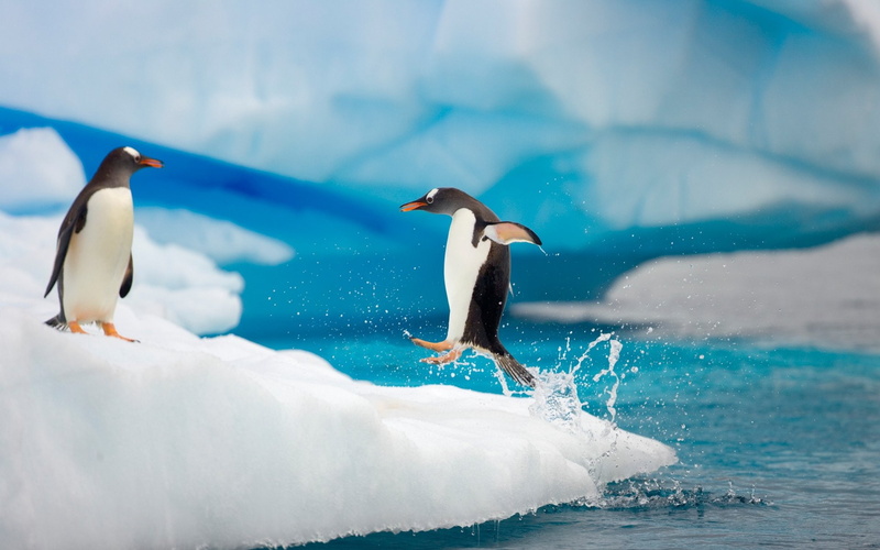 penguins, gentoo, 1080P